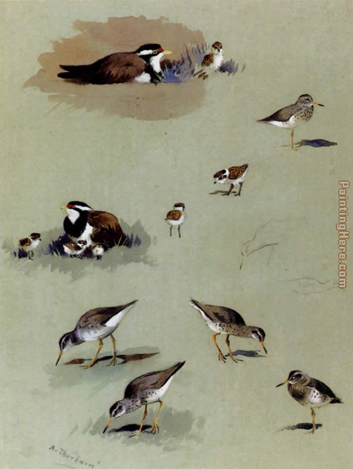 Study of sandpipers cream-coloured coursers and other birds painting - Archibald Thorburn Study of sandpipers cream-coloured coursers and other birds art painting